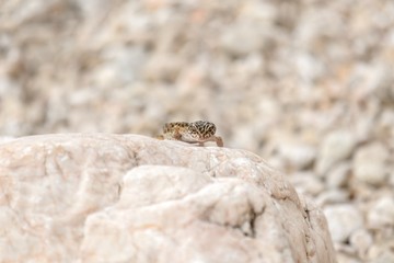 Gecko lizard on rocks