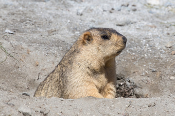 Funny marmot peeking out of a burrow in Ladakh, India