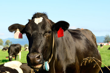 Holstein Cow
