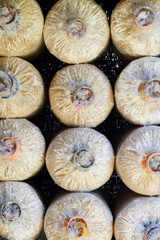 mushroom planting