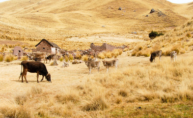 Farm along the Cusco-Puno Road, Peru
