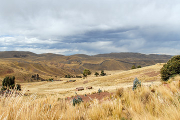 Obraz premium View along the Cusco-Puno Road, Peru