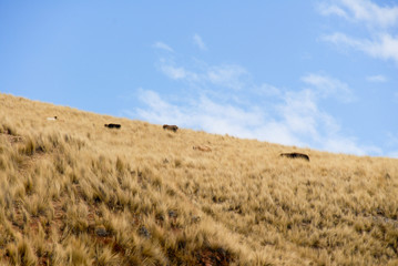 View along the Cusco-Puno Road, Peru