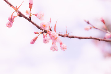 Beautiful pink cherry blossom (Sakura) flower at full bloom.