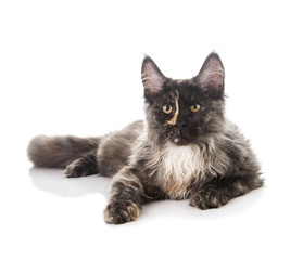 Maine Coon cat
