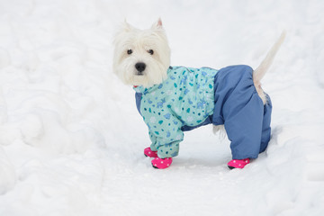 White spitz in winter dress on a snow