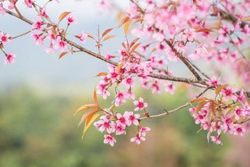 Thailand pink Sakura flower in ChiangMai, Thailand