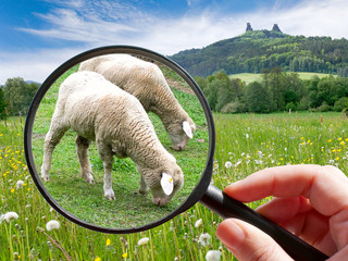czech agriculture - green farm with animals