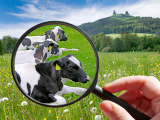 czech agriculture - green farm with animals