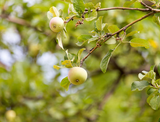 ripe apples on the tree in nature