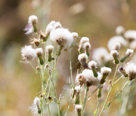 flowers on a prickly plant