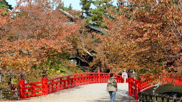 Close up in Hirosaki Castle maple