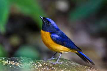 Rufous-bellied Niltava ( Niltava sundara)