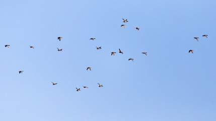 a flock of ducks on a blue sky