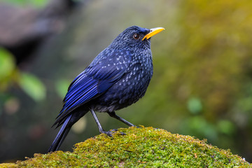 Blue Whistlingthrush(Myo phonus caeruleus) in nature