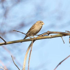 sparrow in nature