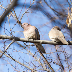 dove in nature