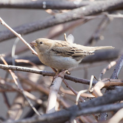 sparrow in nature