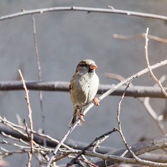 sparrow in nature