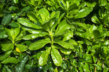 Green background