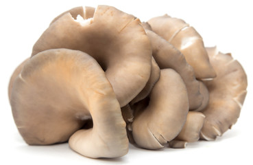 Oyster mushrooms on a white background