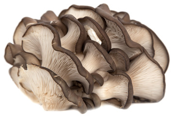 Oyster mushrooms on a white background