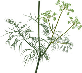 illustration with green dill on white
