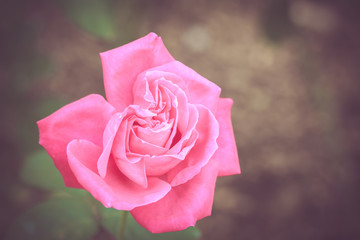 Beautiful rose flower in the garden retro color tone