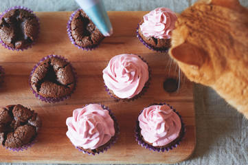 cat near cupcakes