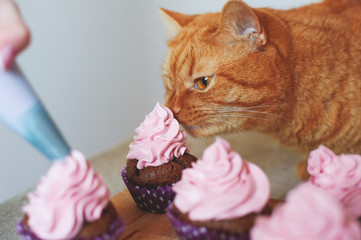 Fototapeta na wymiar cat eats cupcakes