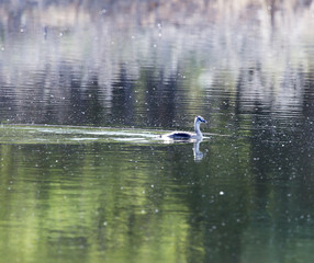 wild duck on the lake