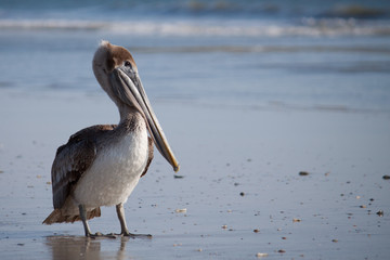 Pelican on Beach
