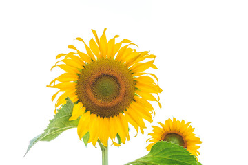 Sunflower plant on white background
