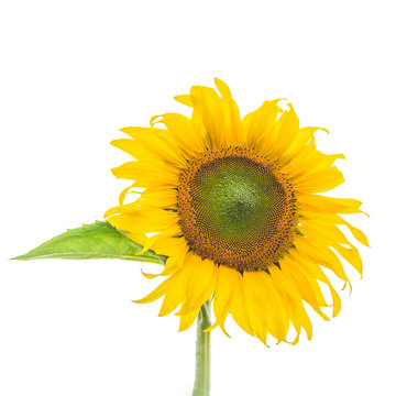 Sunflower plant on white background