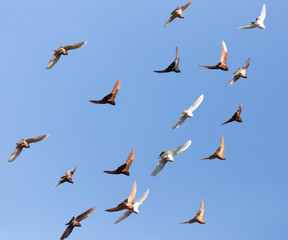 Pigeons on a background of blue sky