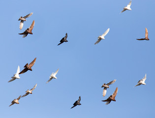 Pigeons on a background of blue sky