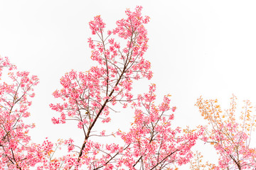 Obraz na płótnie Canvas Wild Himalayan Cherry spring blossom on white background