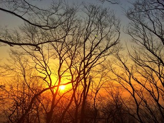 branch tree on sunrise or sunset