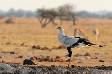 Secretary bird