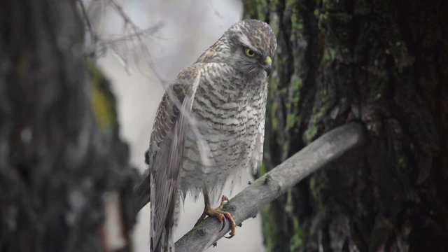 Saker falcon in the forest