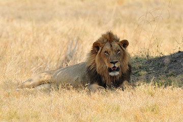 Male lion resting