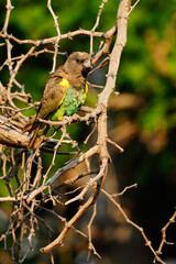 Meyer's parrot