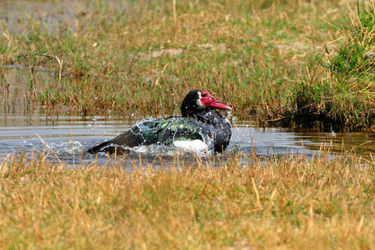 Spur-winged goose bathing