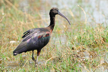 Glossy ibis