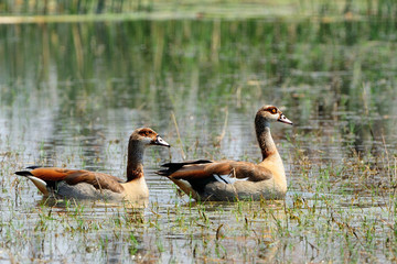 Fototapeta premium Couple of Egyptian geese