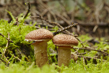 Hallimasche auf bemoosten Waldboden