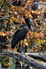 Openbill