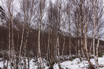 Betula alba L. Abedules.