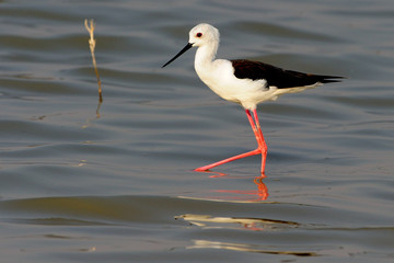 Black-winged stilt wlaling in the water