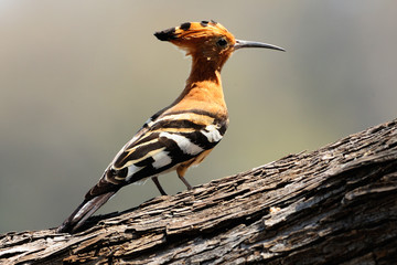 Hoopoe © S.Periquet-Pearce